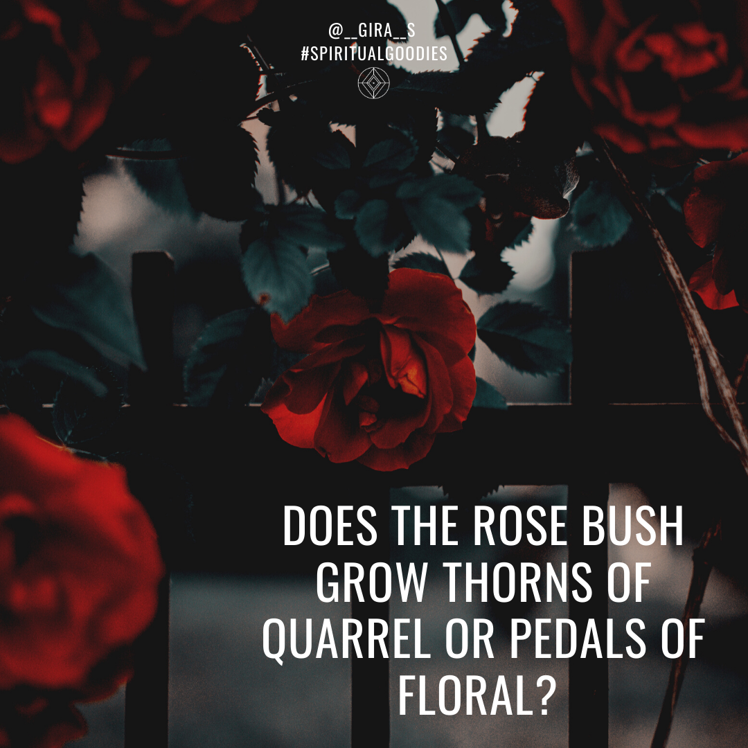 Does the Rose Bush grow thorns of Quarrel or pedals of Floral?